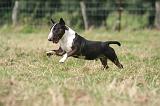 BULL TERRIER MINIATURE 071
